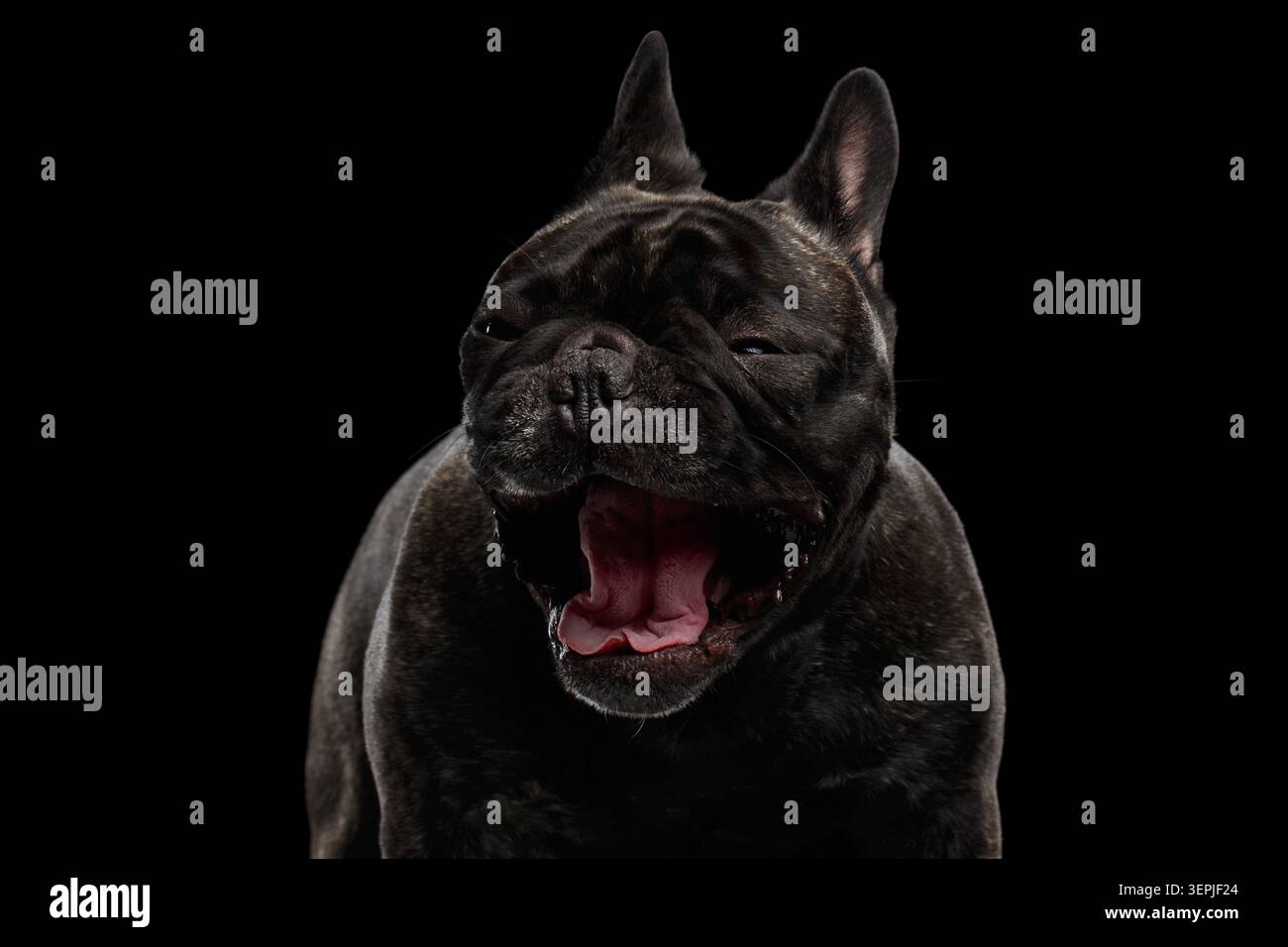 Portrait gros plan bouledogue français sombre brindé bâillant avec bouche large ouverte sur fond noir, plan studio Banque D'Images