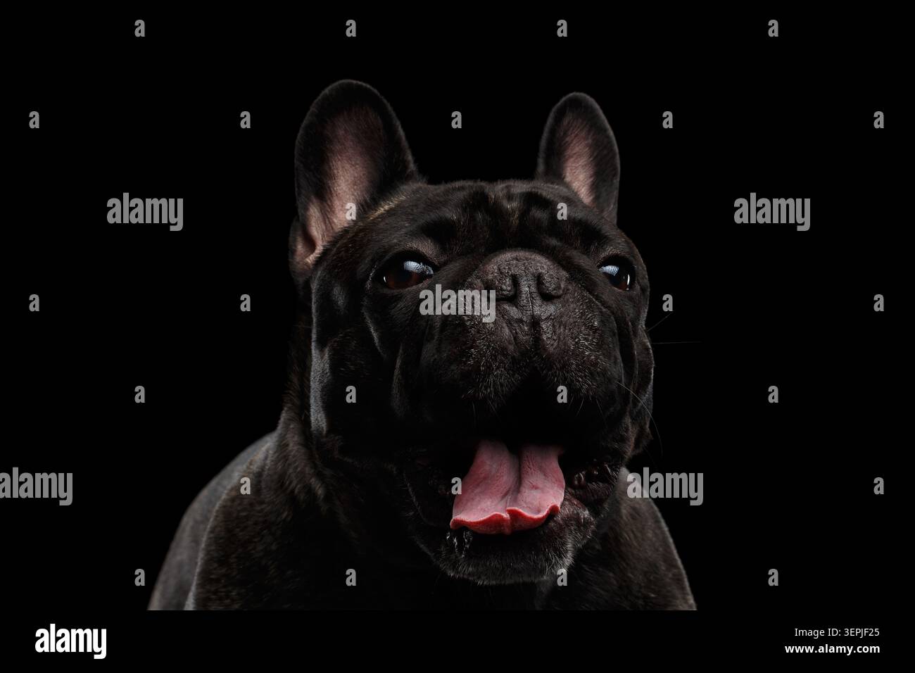 Portrait gros plan de bouledogue français Dark Brindle avec bouche et langue ouvertes sur fond noir, prise de vue en studio Banque D'Images