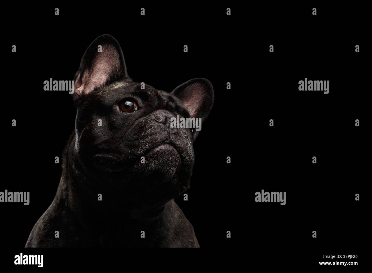Portrait gros plan du bouledogue français foncé regardant vers le haut sur fond noir, prise de vue en studio Banque D'Images