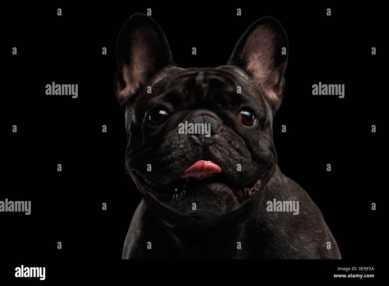 Portrait gros plan du bouledogue français foncé avec languette sur fond noir, prise de vue en studio Banque D'Images