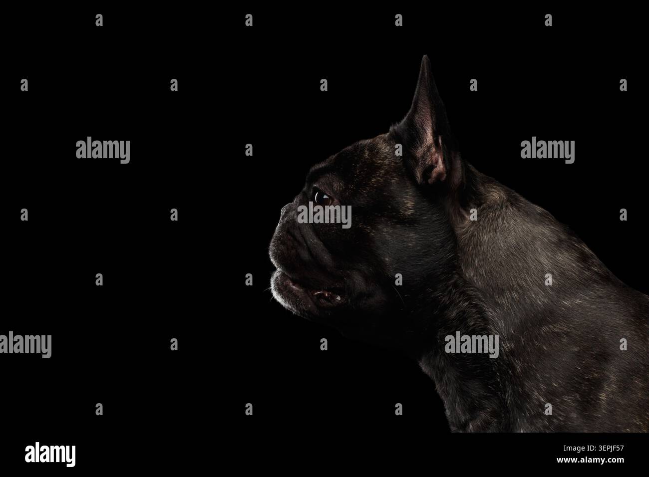Portrait de profil gros plan de Bulldog français foncé brindé sur fond noir, prise de vue en studio Banque D'Images