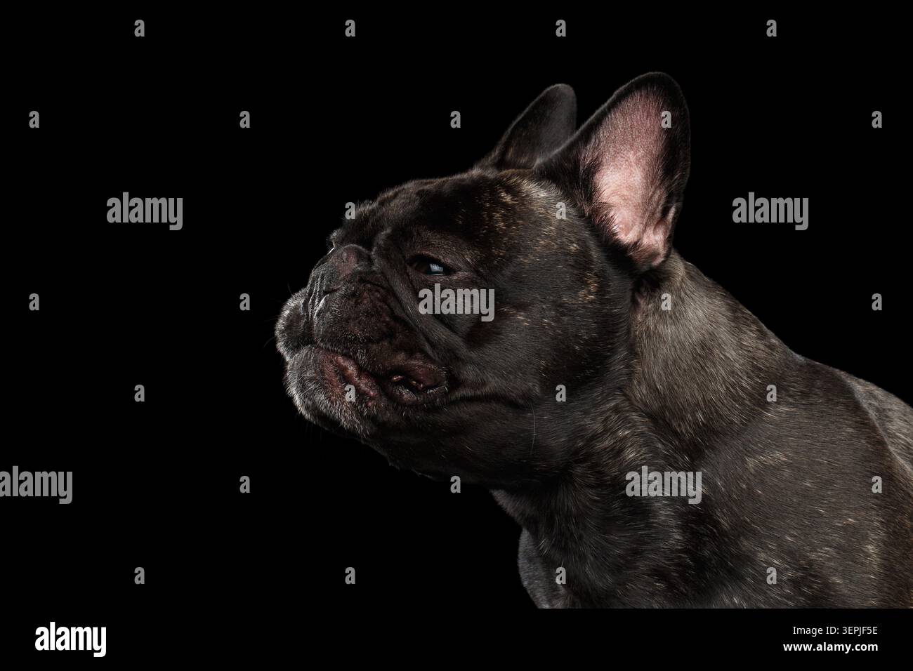 Portrait de profil gros plan de Bulldog français sombre brindle avec bouche ouverte sur fond noir, prise de vue en studio Banque D'Images