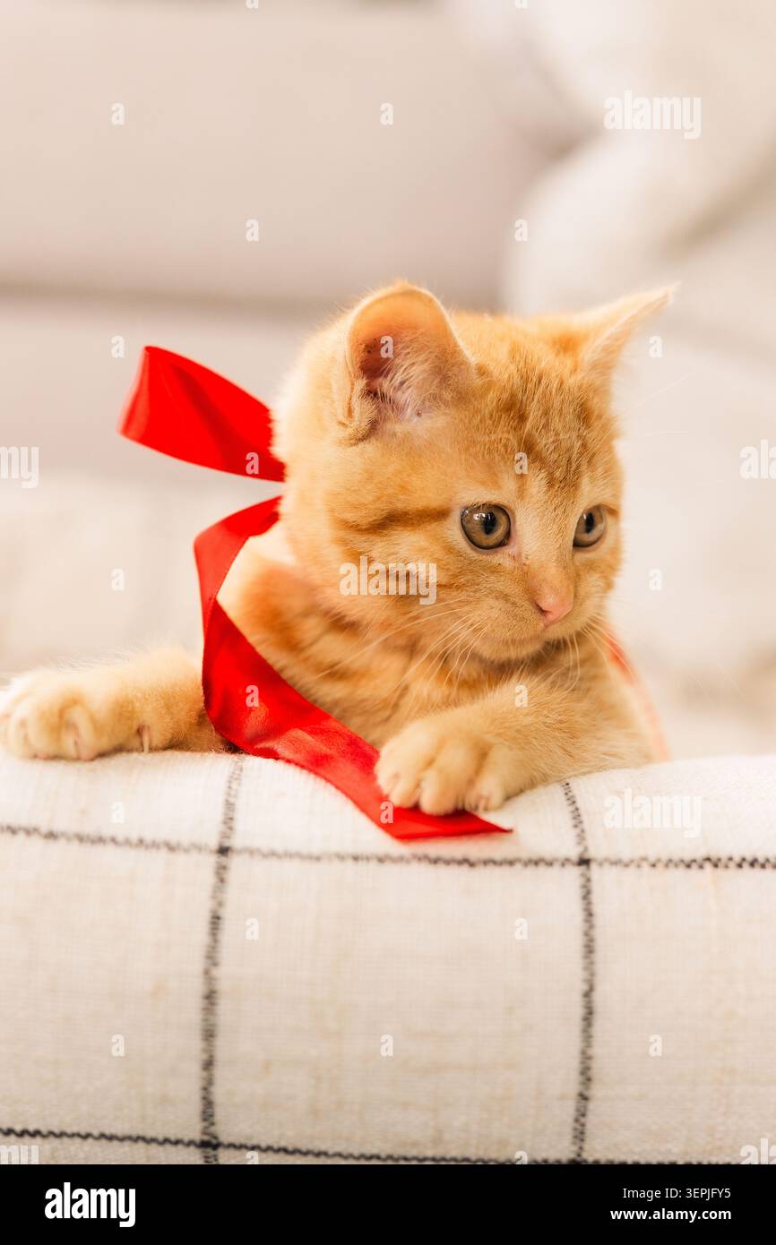 Chaton gingembre mignon avec ruban rouge au repos Banque D'Images