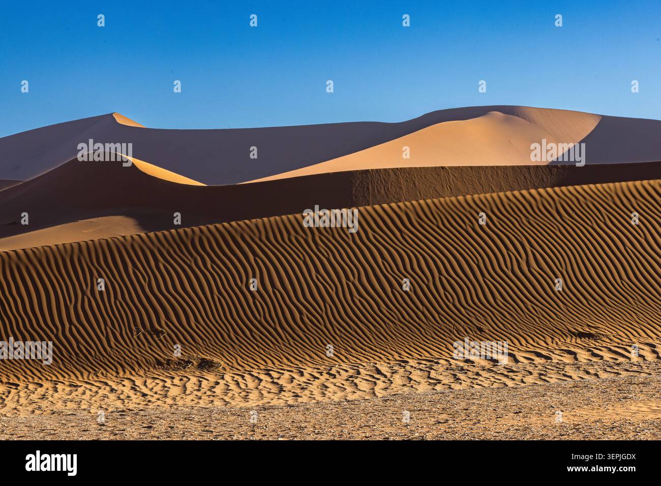Lumière dorée sur les dunes de sable du désert ondulées Banque D'Images
