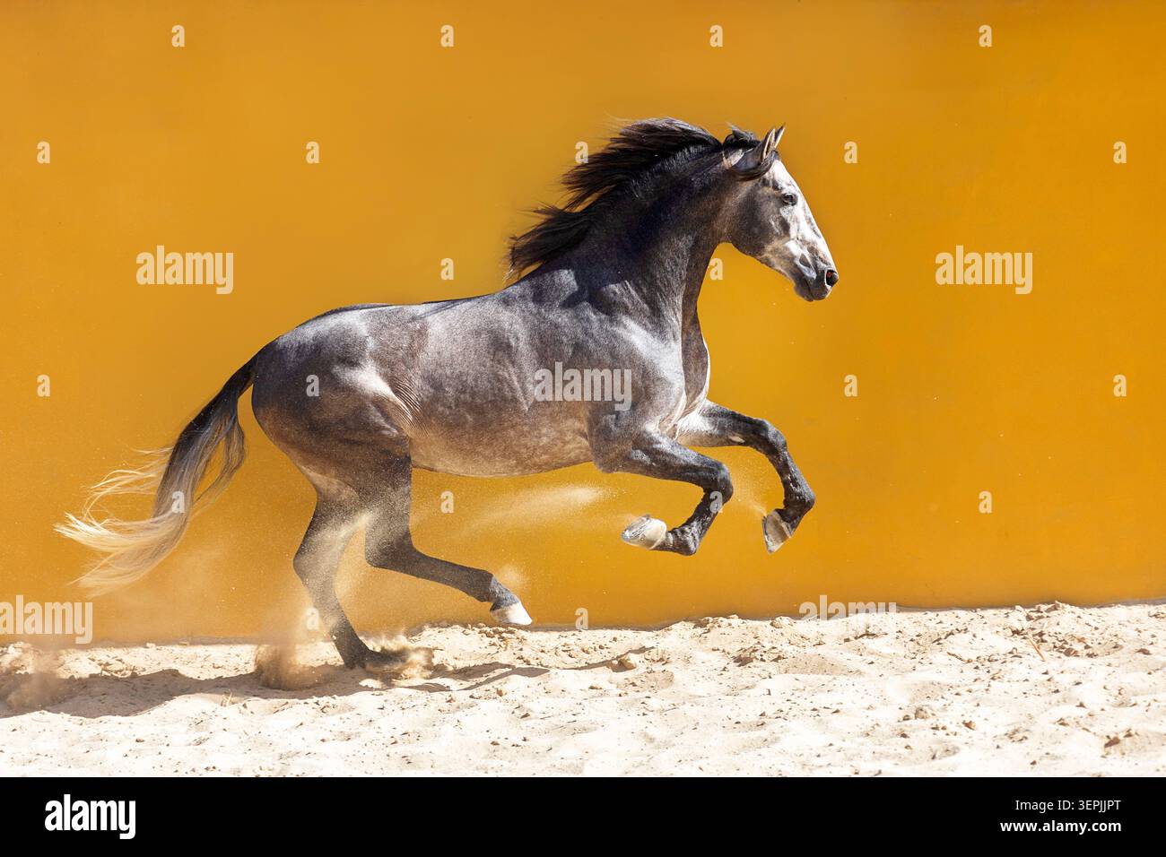 Pur cheval espagnol, andalou. Galopant de l'étalon gris sur le sable. Espagne Banque D'Images