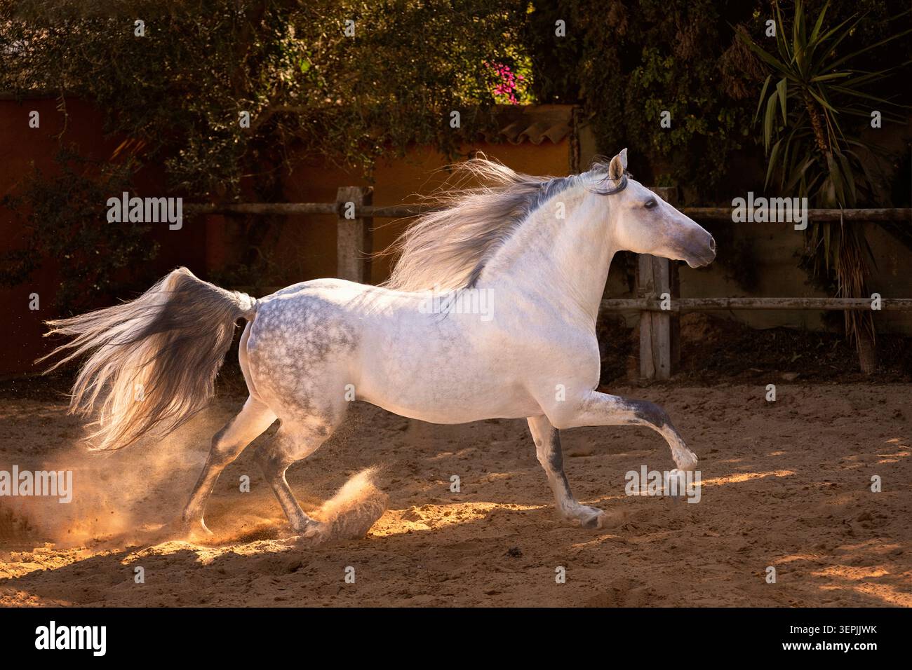 Pur cheval espagnol, andalou. Galopant de l'étalon gris sur le sable. Espagne Banque D'Images