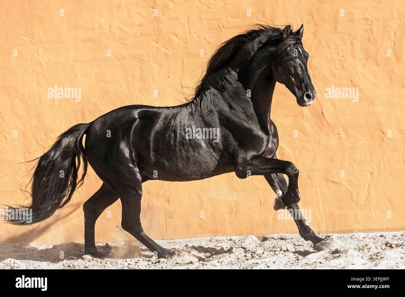 Pur cheval espagnol, andalou. Étalon noir galopant sur sable. Espagne Banque D'Images