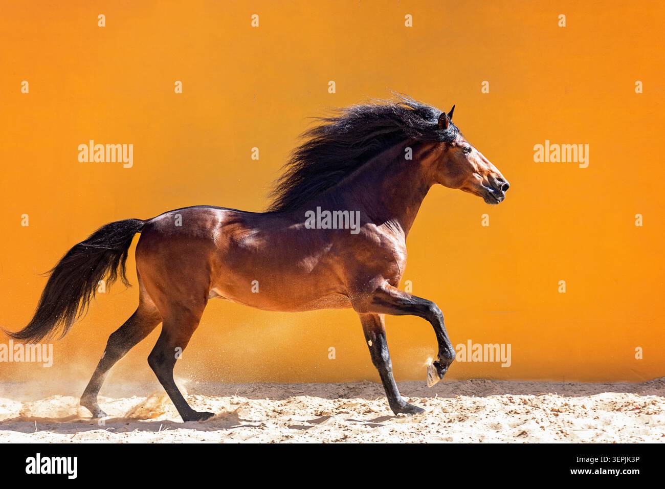 Pur cheval espagnol, andalou. Étalon de baie galopant sur le sable. Espagne Banque D'Images