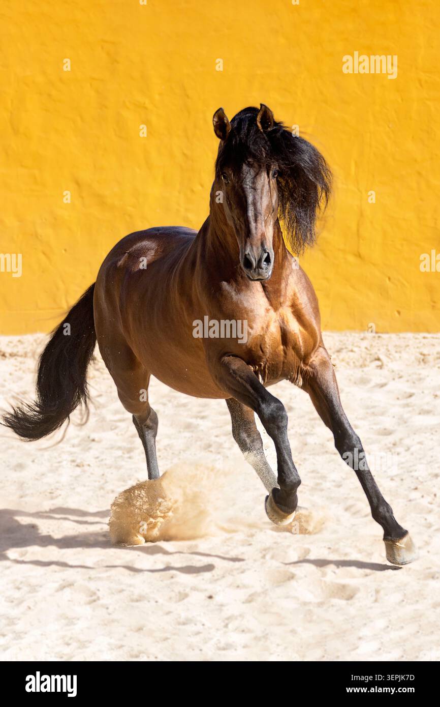 Pur cheval espagnol, andalou. Étalon de baie galopant sur le sable. Espagne Banque D'Images