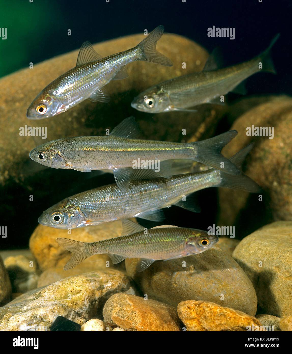 Sombre commun (Alburnus alburnus). Poissons nageant en petit groupe dans la région de Gravelly shore, Allemagne Banque D'Images