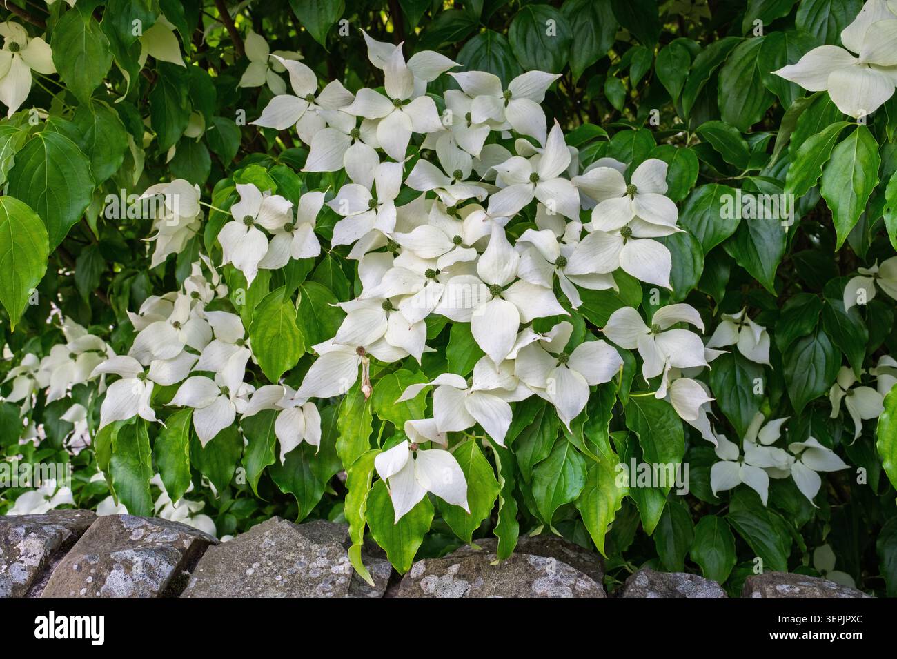 Jolies fleurs blanches sur une plante de Dogwood chinois. Banque D'Images