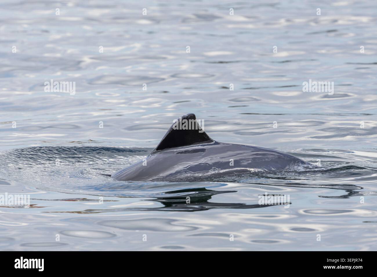 Marsouin commun (Phocoena phocoena) natation. Danemark Banque D'Images