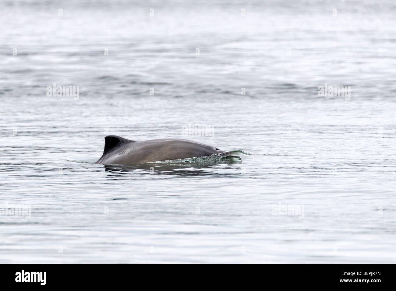 Marsouin commun (Phocoena phocoena) natation. Danemark Banque D'Images