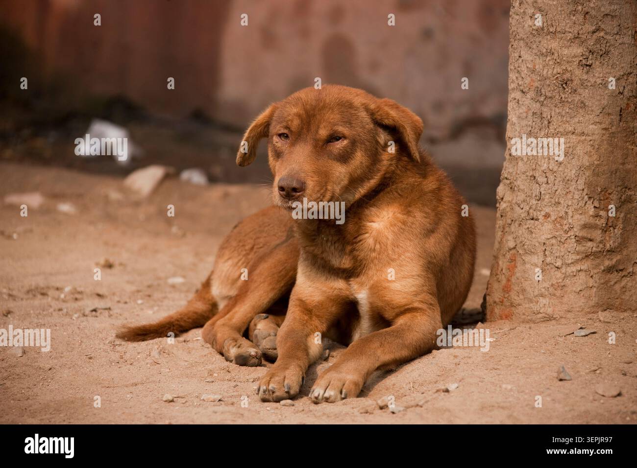 Chien errant, Inde Banque D'Images