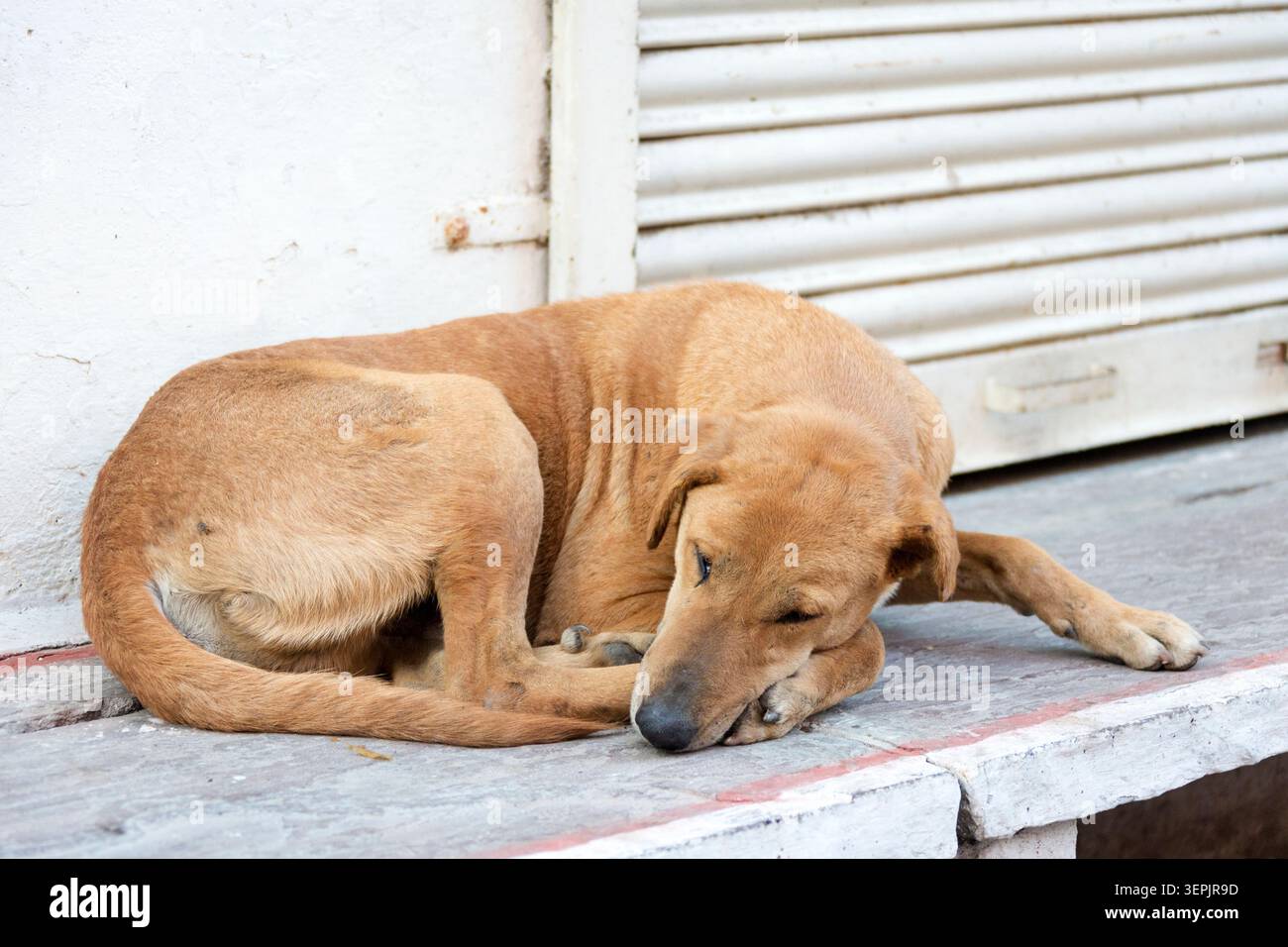 Chien errant, Inde Banque D'Images