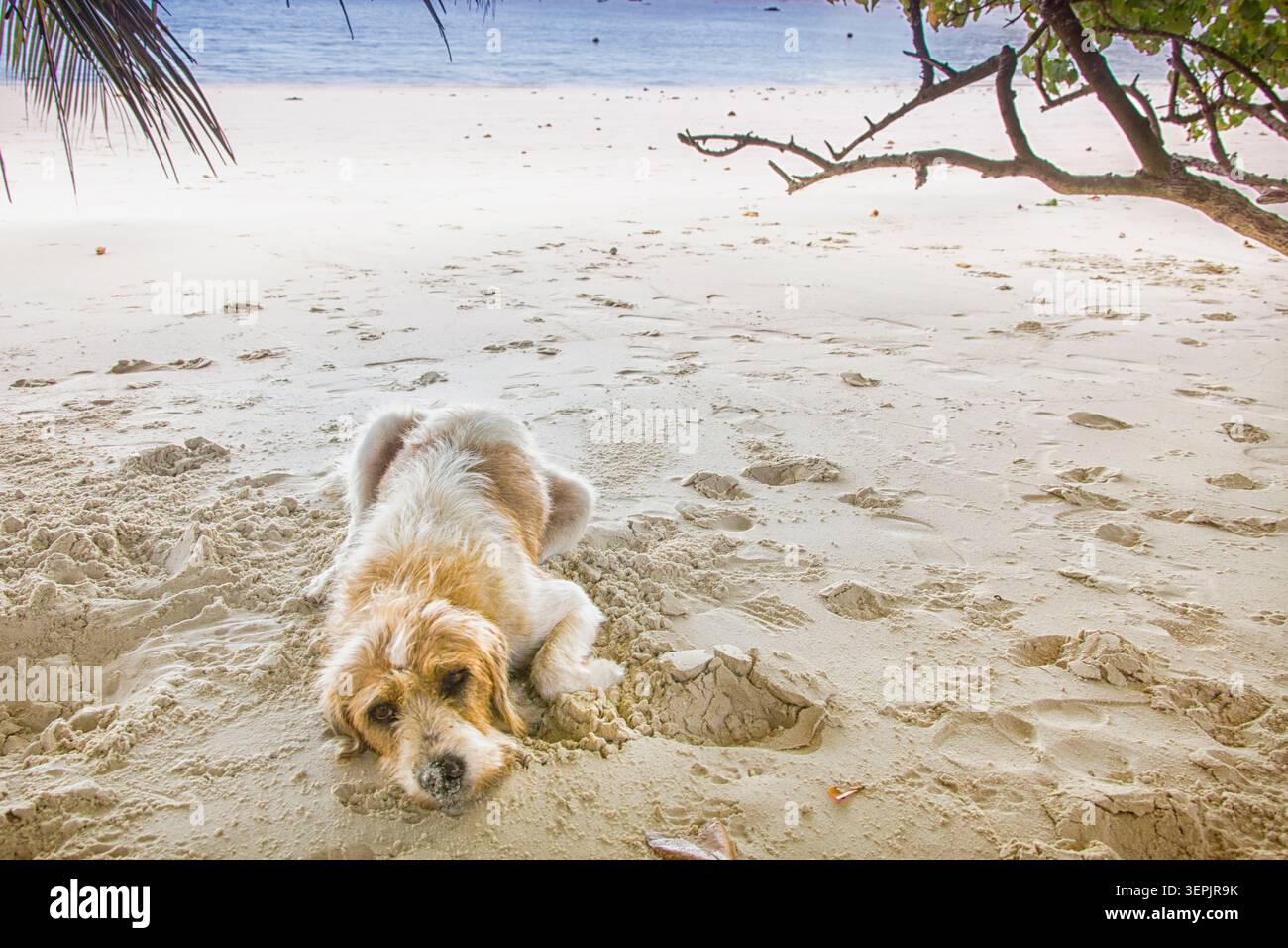 Chien errant sur une plage aux Seychelles Banque D'Images