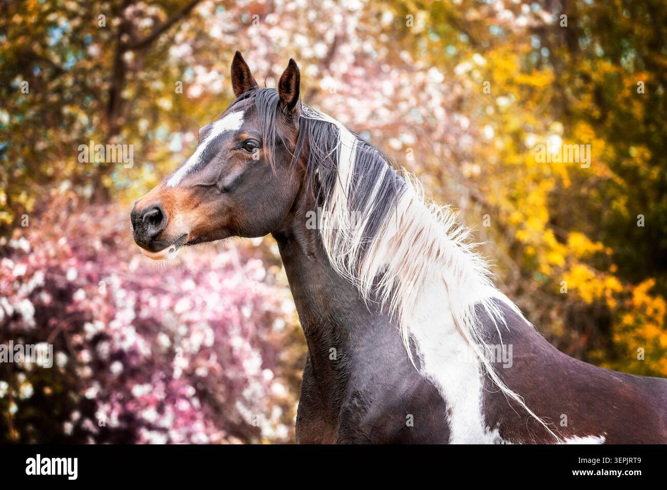 American Paint Horse. Portrait de jument. Allemagne Banque D'Images