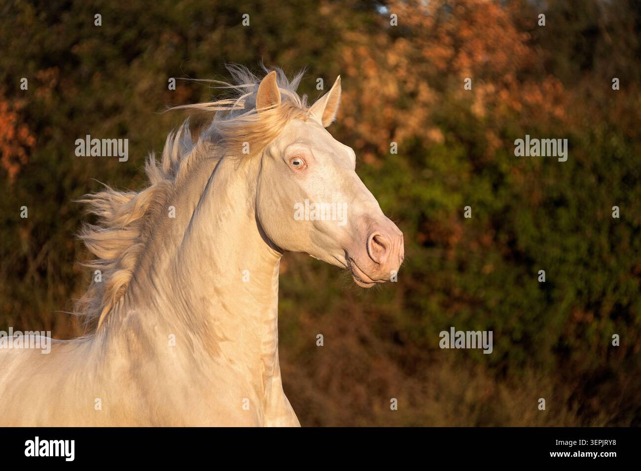Lusitano. Portrait d'étalon cremello galopant. Espagne Banque D'Images
