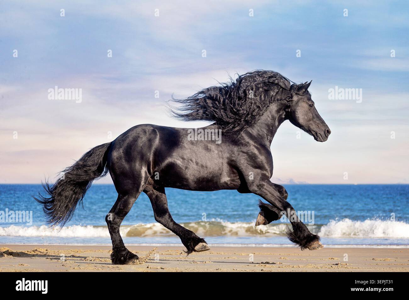 Cheval frison. Étalon galopant sur une plage. Espagne Banque D'Images
