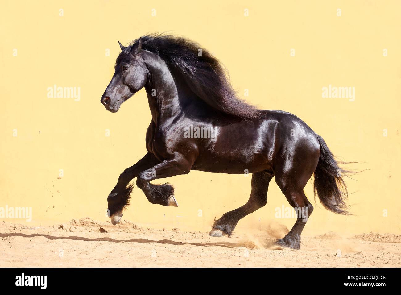 Cheval frison. Étalon galopant devant un mur jaune. Espagne Banque D'Images