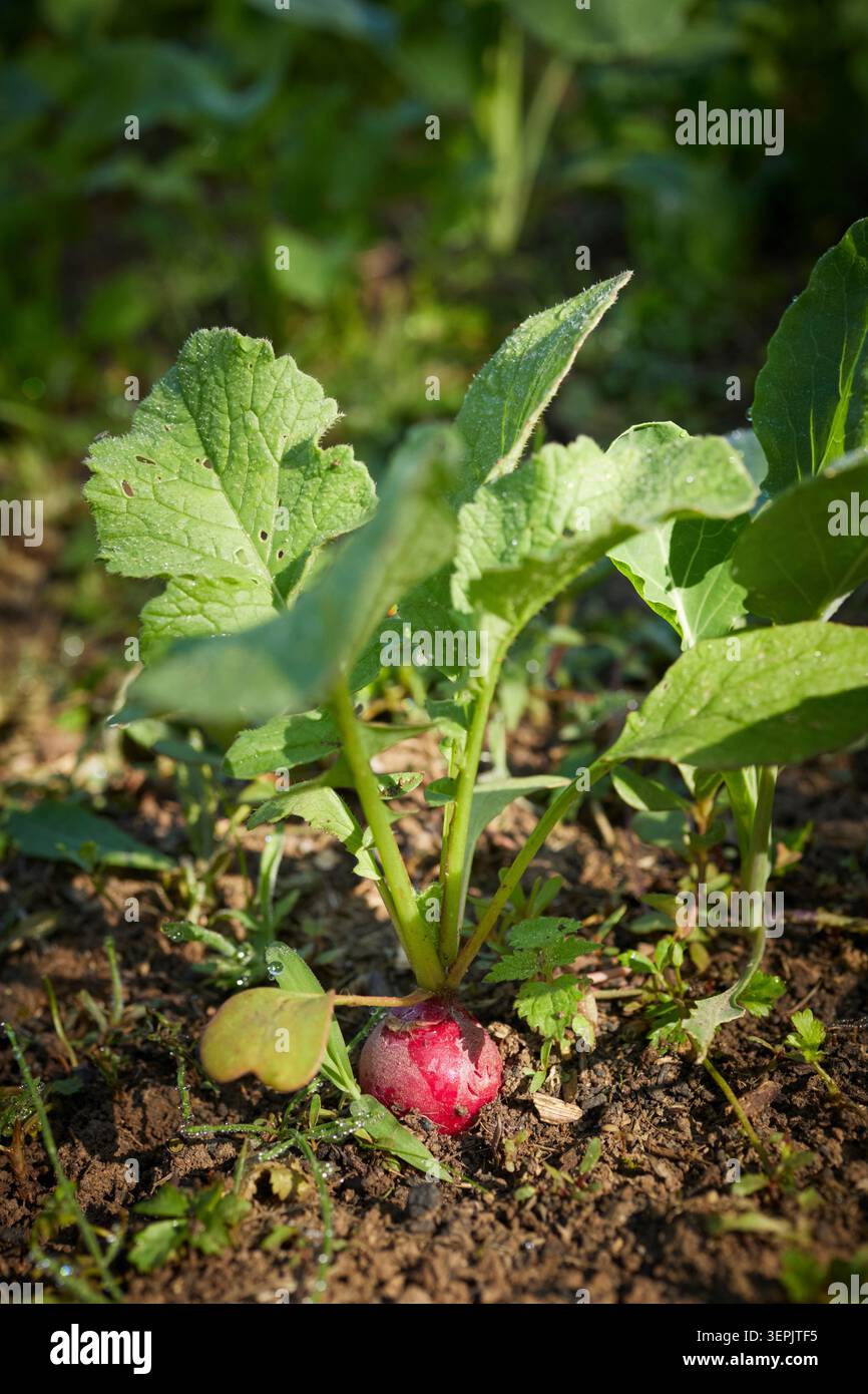 Petit radis (Raphanus sativus sativus) dans un jardin. Allemagne Banque D'Images