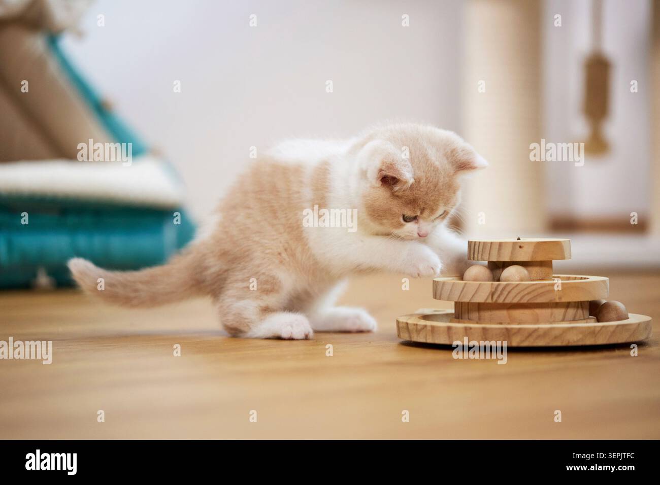 British Shorthair. Chaton jouant avec un jouet en bois. Allemagne Banque D'Images