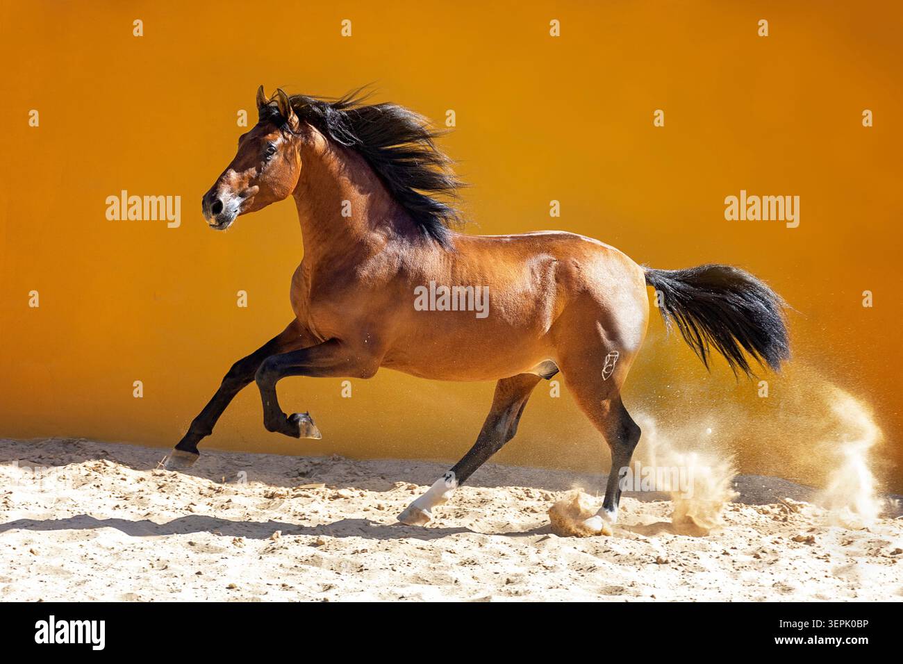 Pur cheval espagnol, andalou. Étalon de baie galopant sur le sable. Espagne Banque D'Images