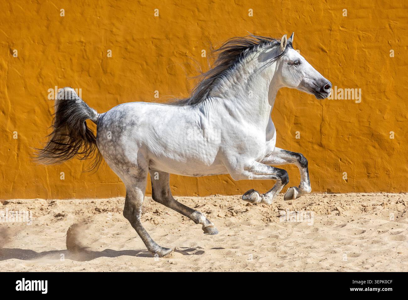 Pur cheval espagnol, andalou. Galopant de l'étalon gris sur le sable. Espagne Banque D'Images