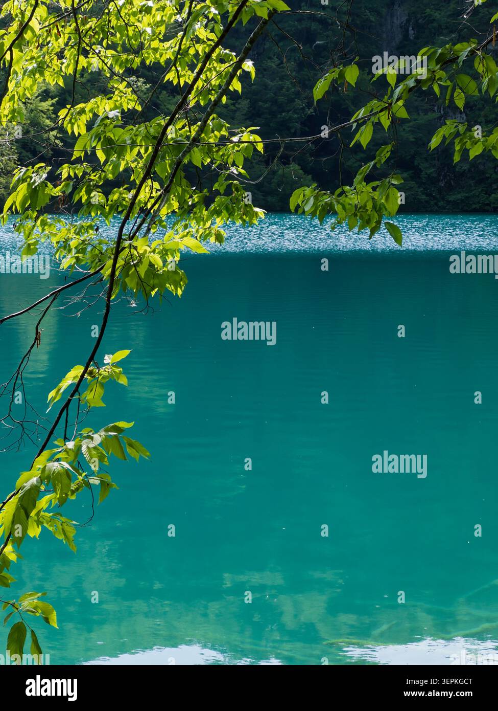 L'eau turquoise vibrante encadrée par des branches d'arbres verts pendant l'été au parc national des lacs de Plitvice, en Croatie. Banque D'Images