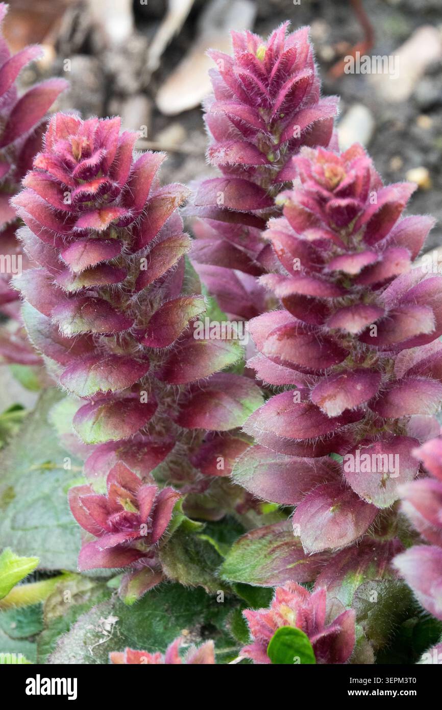 Fleurs violettes de Bugle pyramidal Ajuga pyramidalis dans un jardin de printemps Banque D'Images