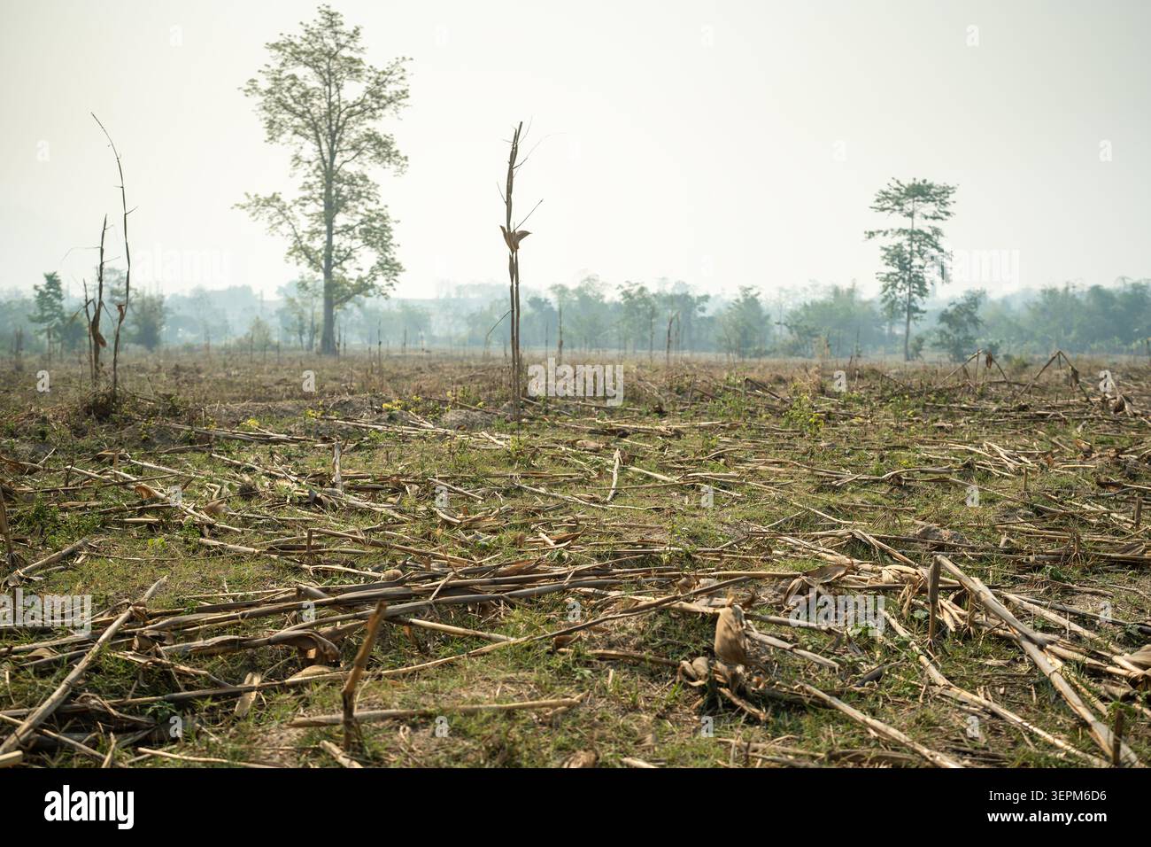 Paysage de champ avec arbres secs et sol desséché, catastrophe naturelle causée par une sécheresse prolongée. Banque D'Images