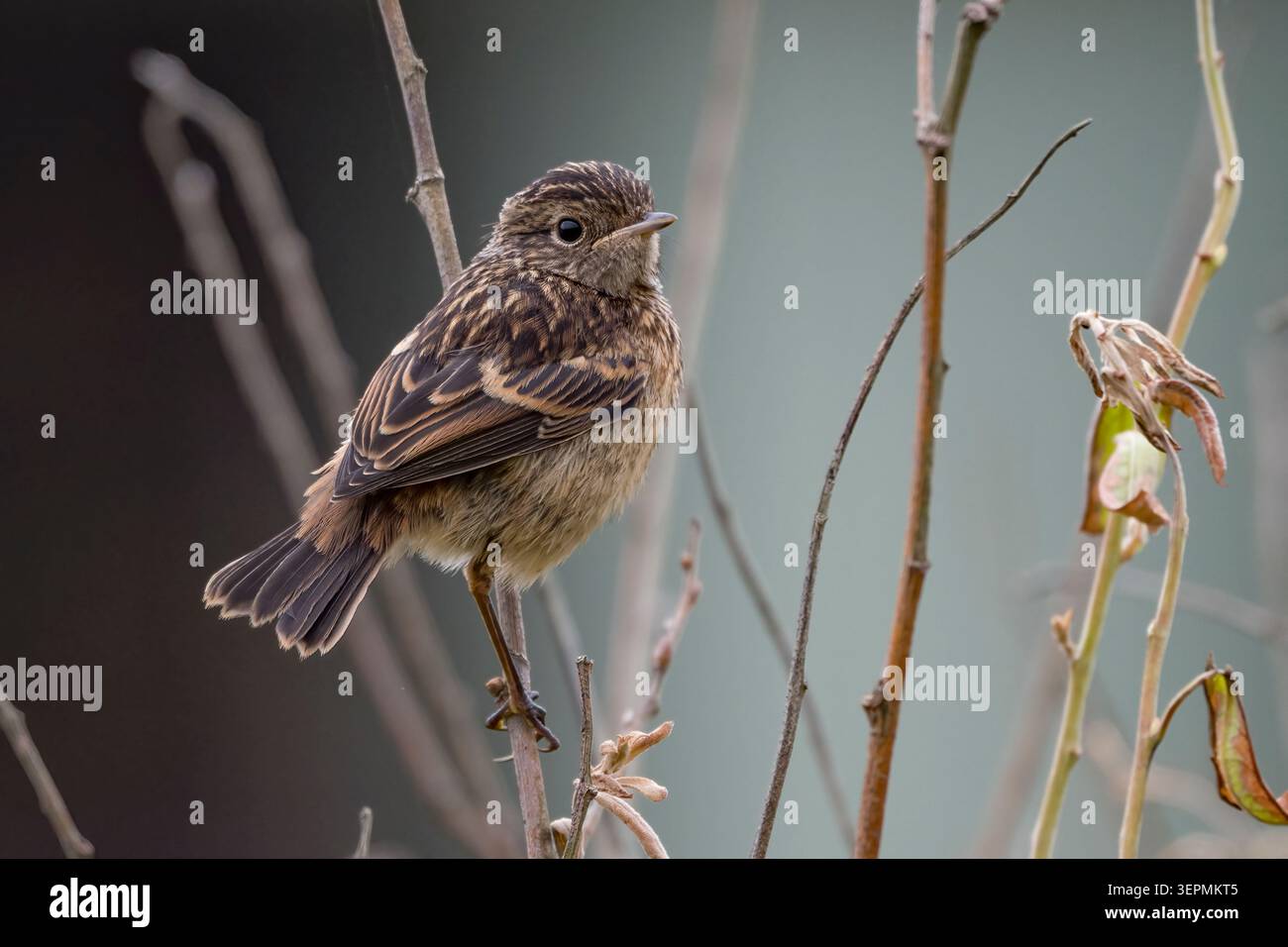 Stonechat juvénile sur la côte sud du Royaume-Uni Banque D'Images