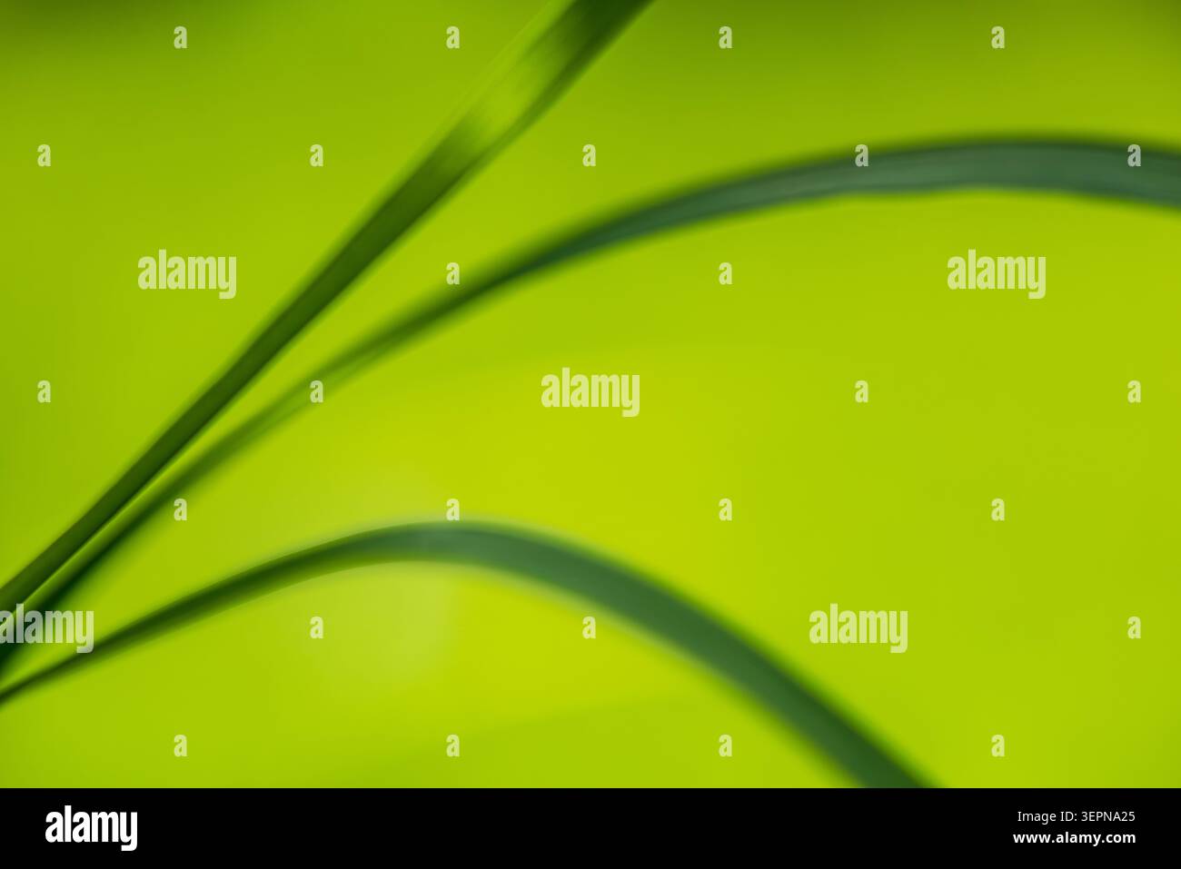 Fond de nature minimaliste abstrait avec des brins d'herbe vert doux et des courbes lisses. Design organique frais avec espace de copie et col printanier naturel Banque D'Images