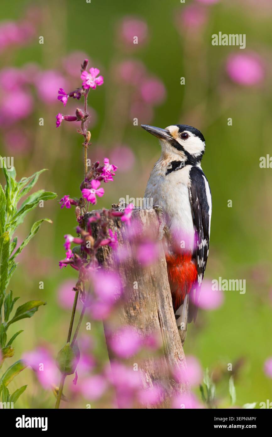 Grand pic tacheté Dendrocopos major, femelle adulte perchée sur le tronc chez Red campion Silene dioica, fleurs, Suffolk, Angleterre, mai Banque D'Images
