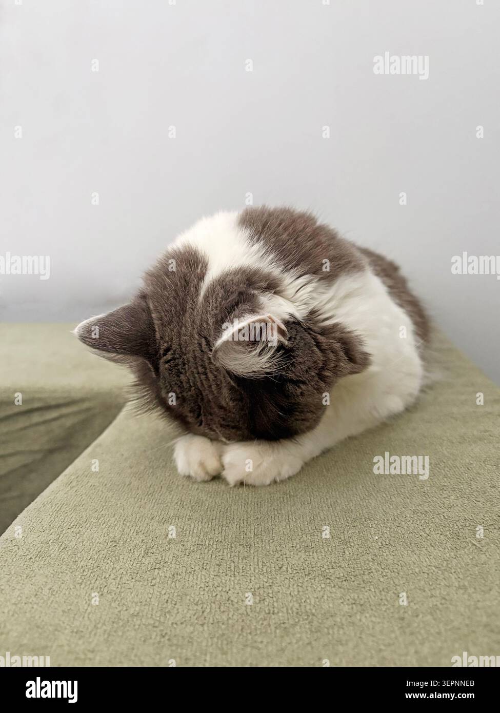 Chaton gris et blanc mignon enroulé comme une boule de fourrure moelleuse dans le sommeil profond. Banque D'Images