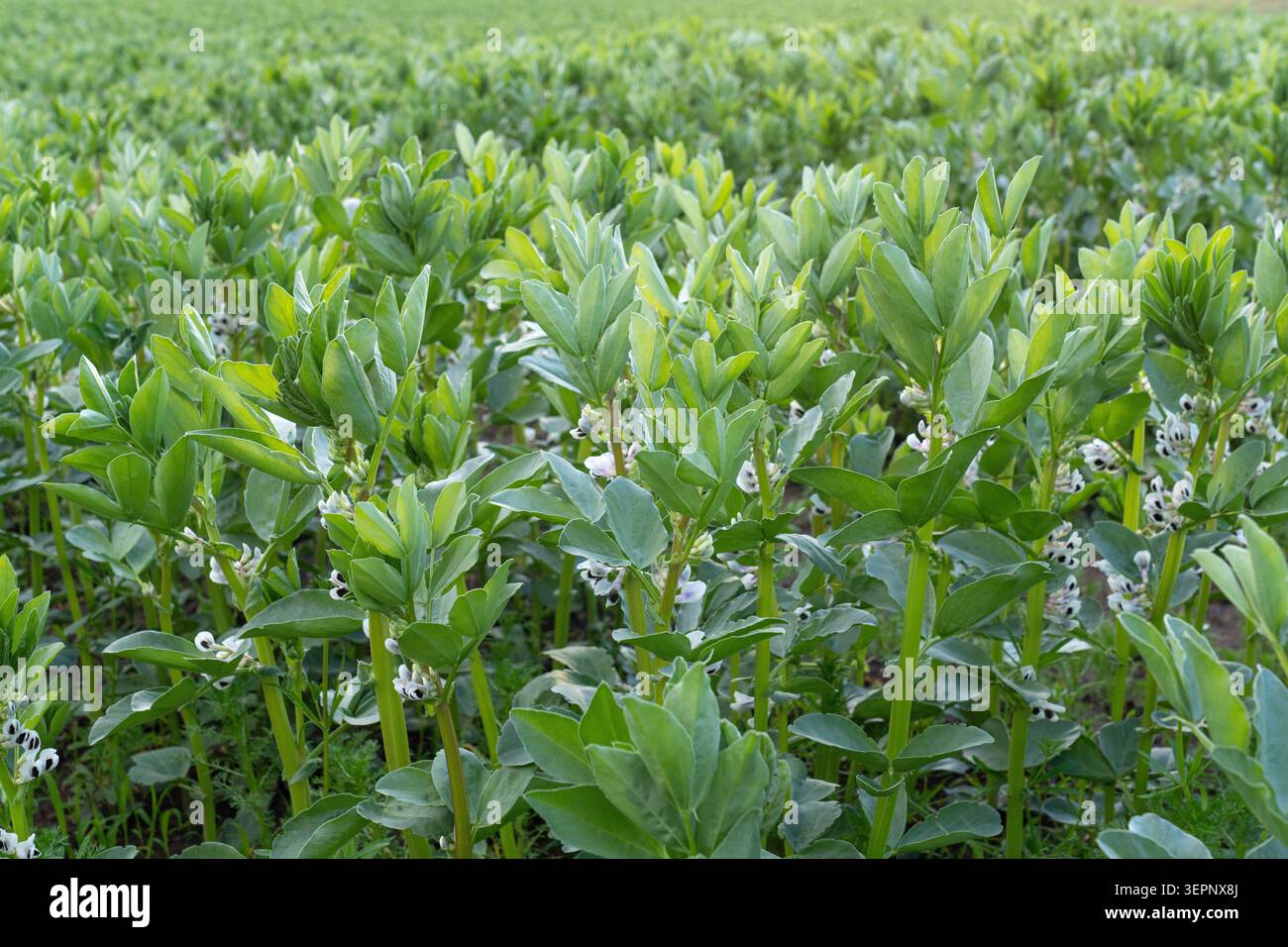 Plantes de fèves florissantes poussant dans les champs agricoles dans la Lettonie rurale Banque D'Images