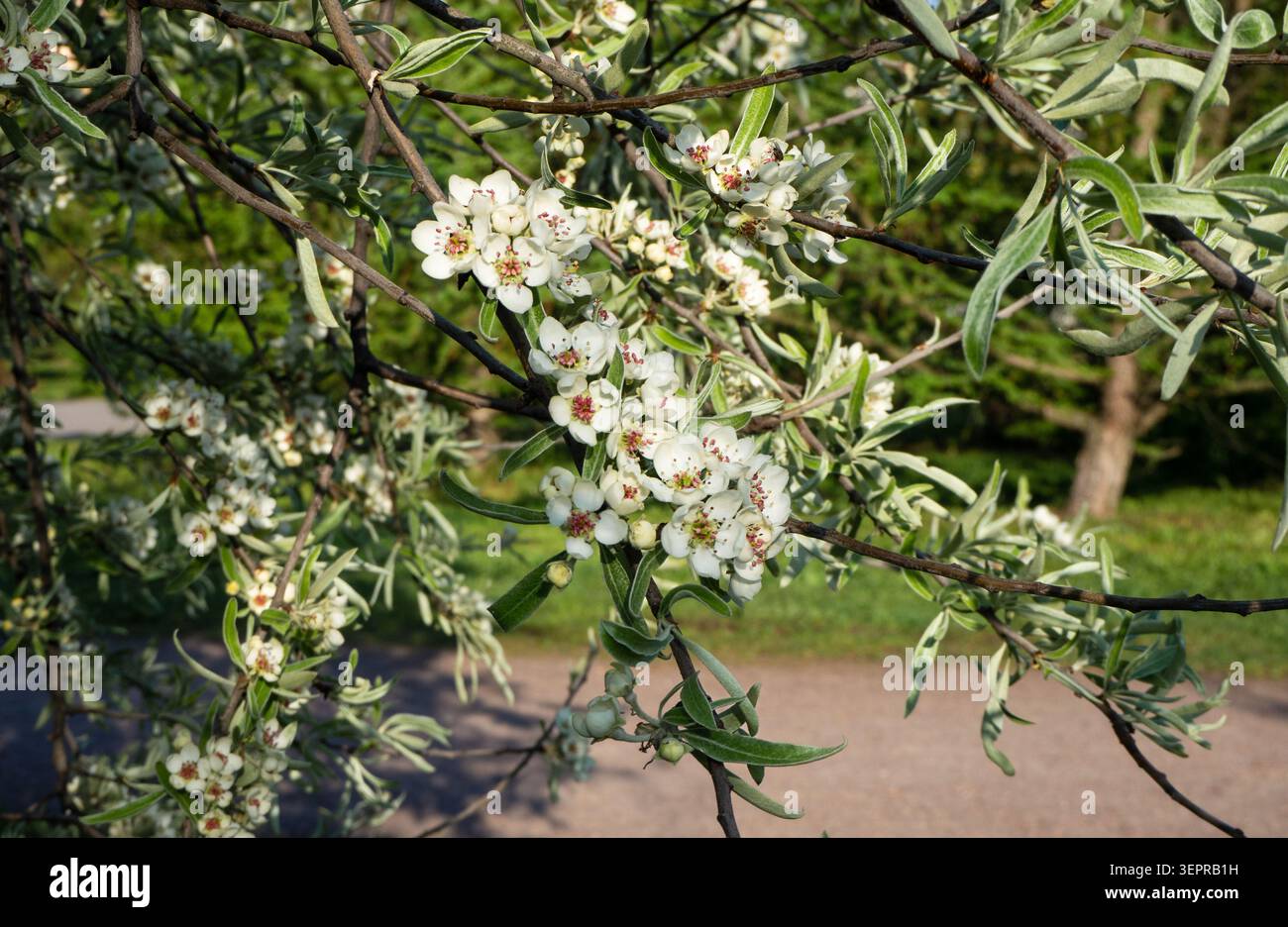 Fleurs blanches de poire à feuilles de saule pleurant en fleurs. Branche de Pyrus salicifolia avec des fleurs et des feuilles étroites argentées-vertes en beau sprin Banque D'Images