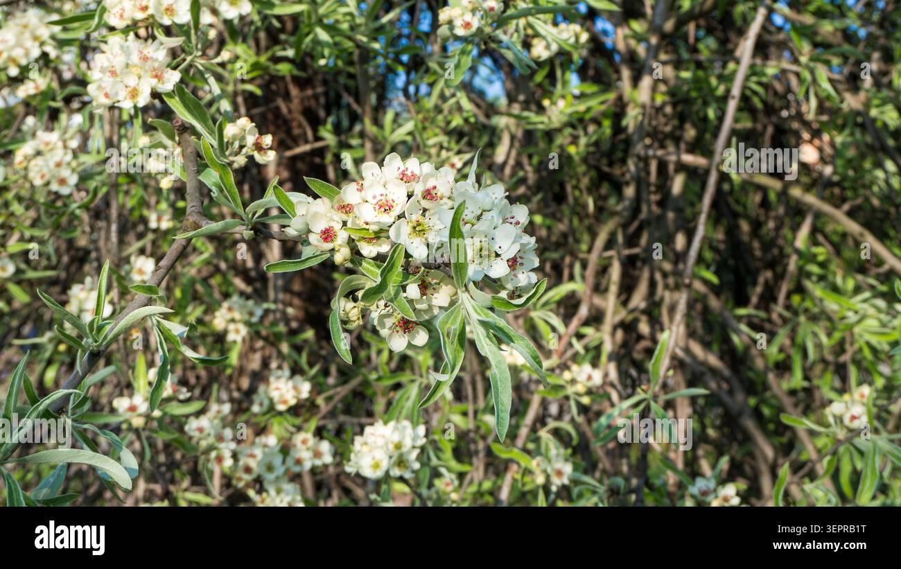 Fleurs blanches d'un poire à feuilles de saule pleureur en fleurs. Branche de Pyrus salicifolia avec des fleurs et des feuilles étroites argentées-vertes dans un beau sprin Banque D'Images