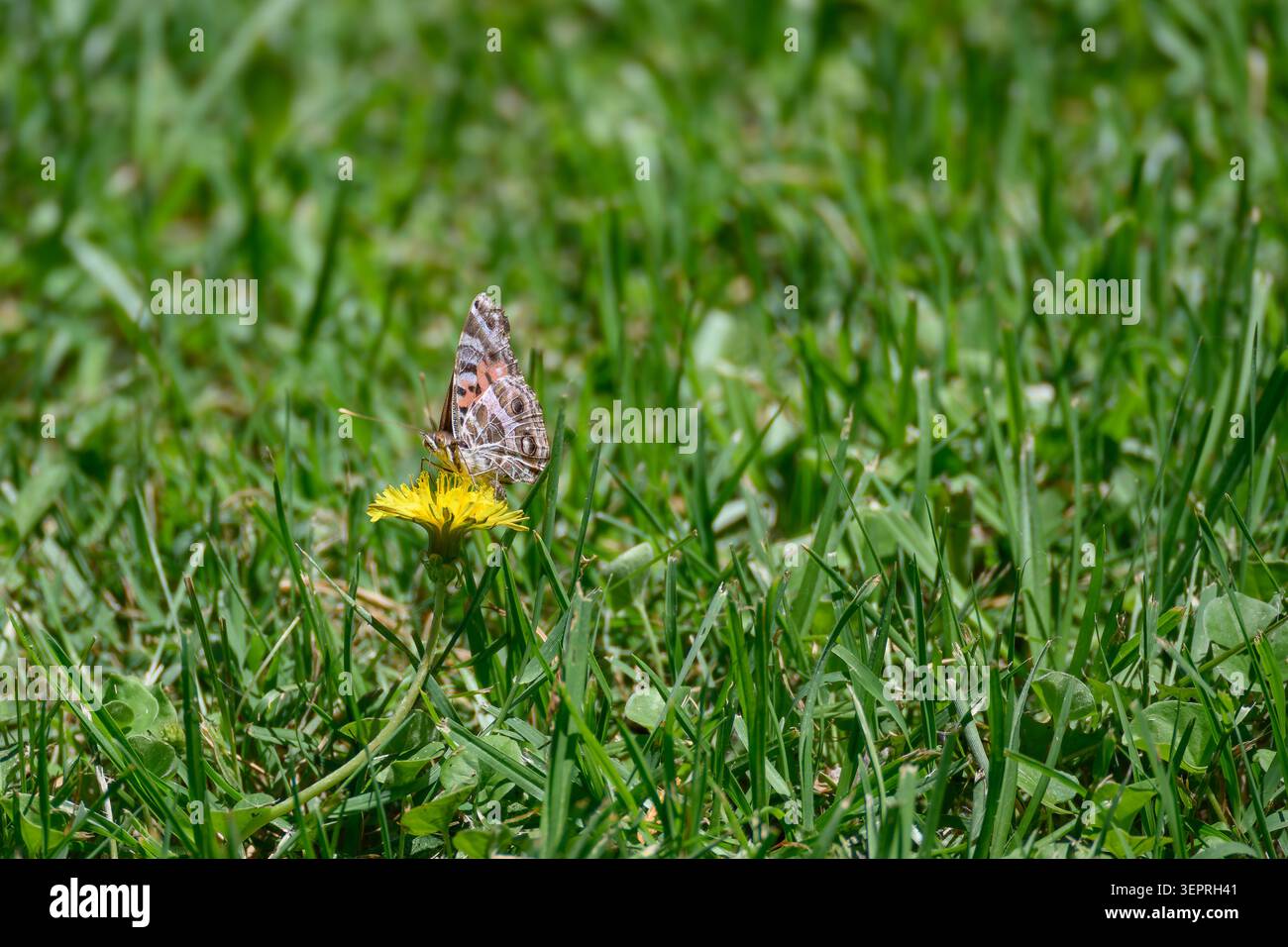 Papillon repose doucement sur un pissenlit dans l'herbe verte. La lumière douce du soleil met en valeur les motifs délicats des ailes et la floraison jaune éclatante. Balancement des lames d'herbe Banque D'Images