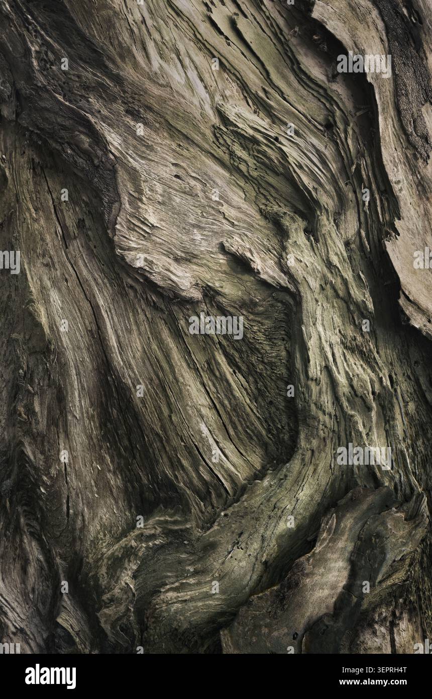 Écorce étonnante d'un vieil arbre comme une texture naturelle spectaculaire et magnifique. Les couleurs vertes et marron avec un contraste élevé fusionnent dans des formes fluides Banque D'Images