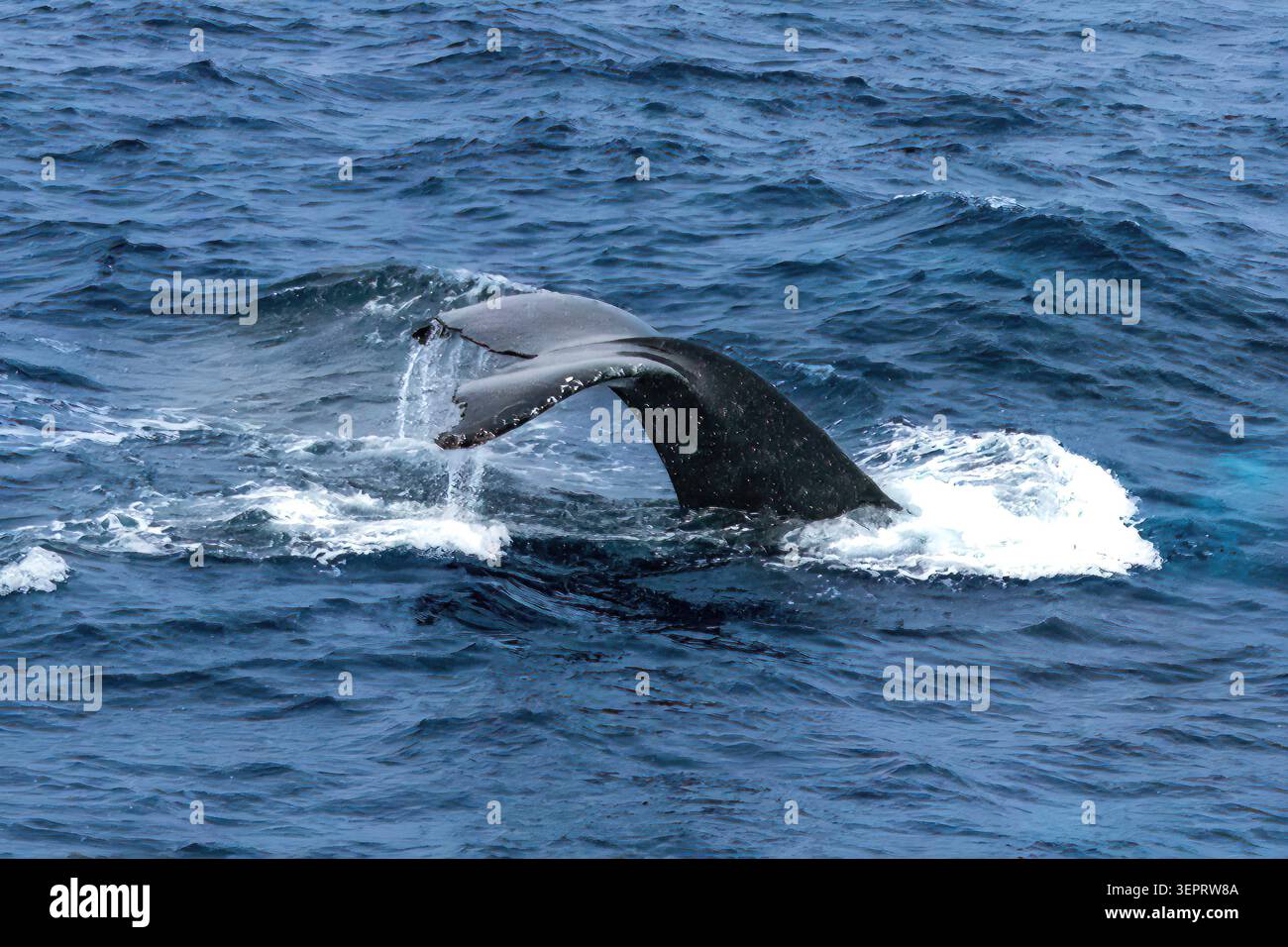 Baleine à bosse (Megaptera novaeangliae) qui commence à plonger dans le passage de Drake près de l'Antarctique. Queue dans l'air, eau coulant des douves. Banque D'Images