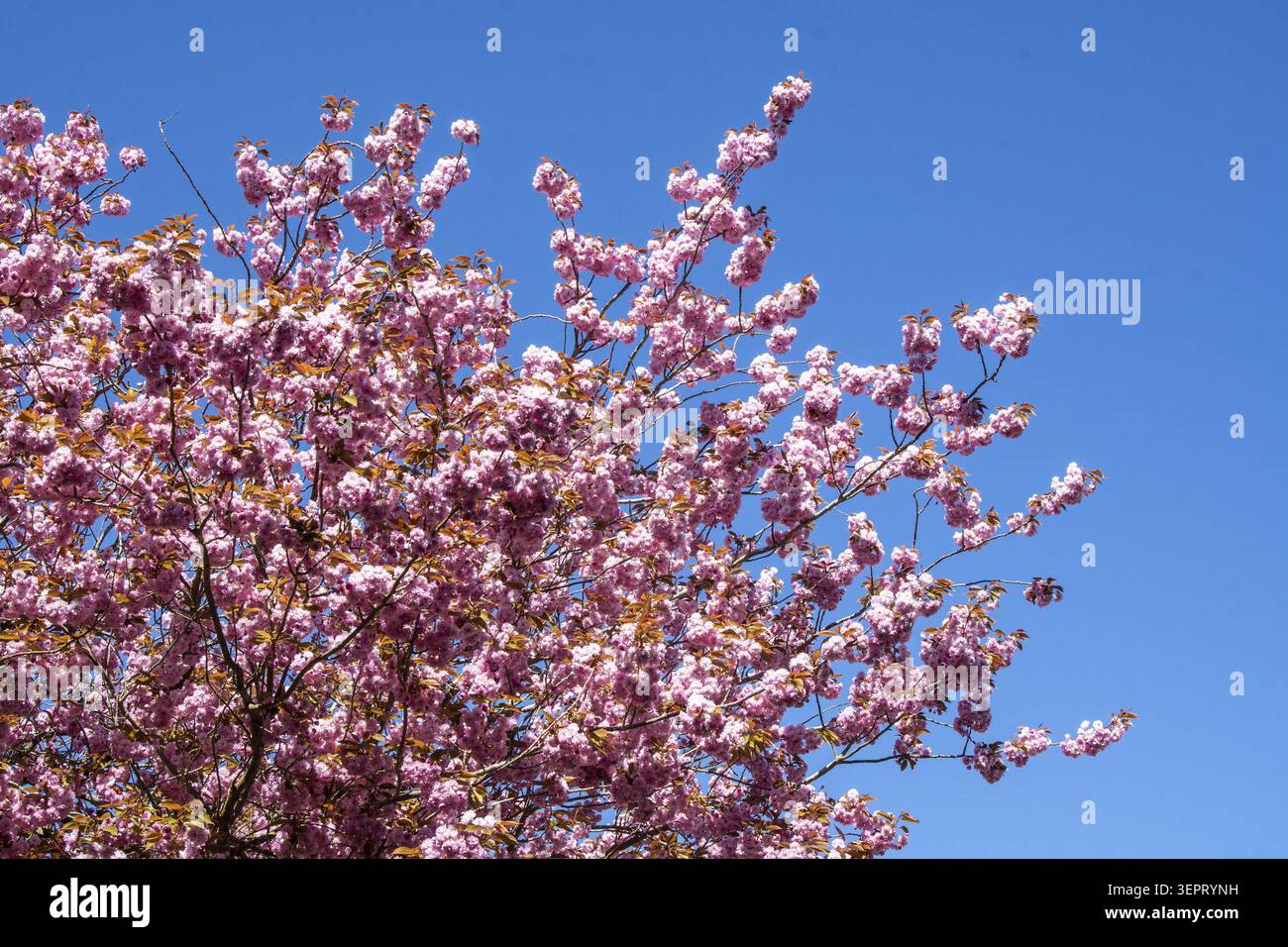Fleurs rouges sur cerisier japonais contre ciel bleu au printemps à Ystad, comté de Skane, Suède, Scandinavie Banque D'Images