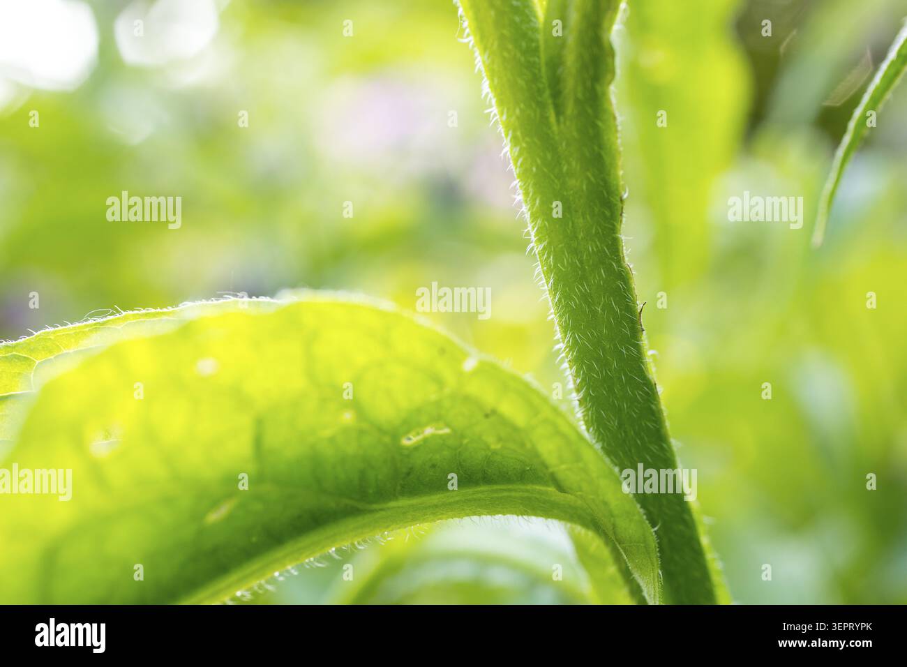 Consoude commune (Symphytum officinale), Allemagne Banque D'Images