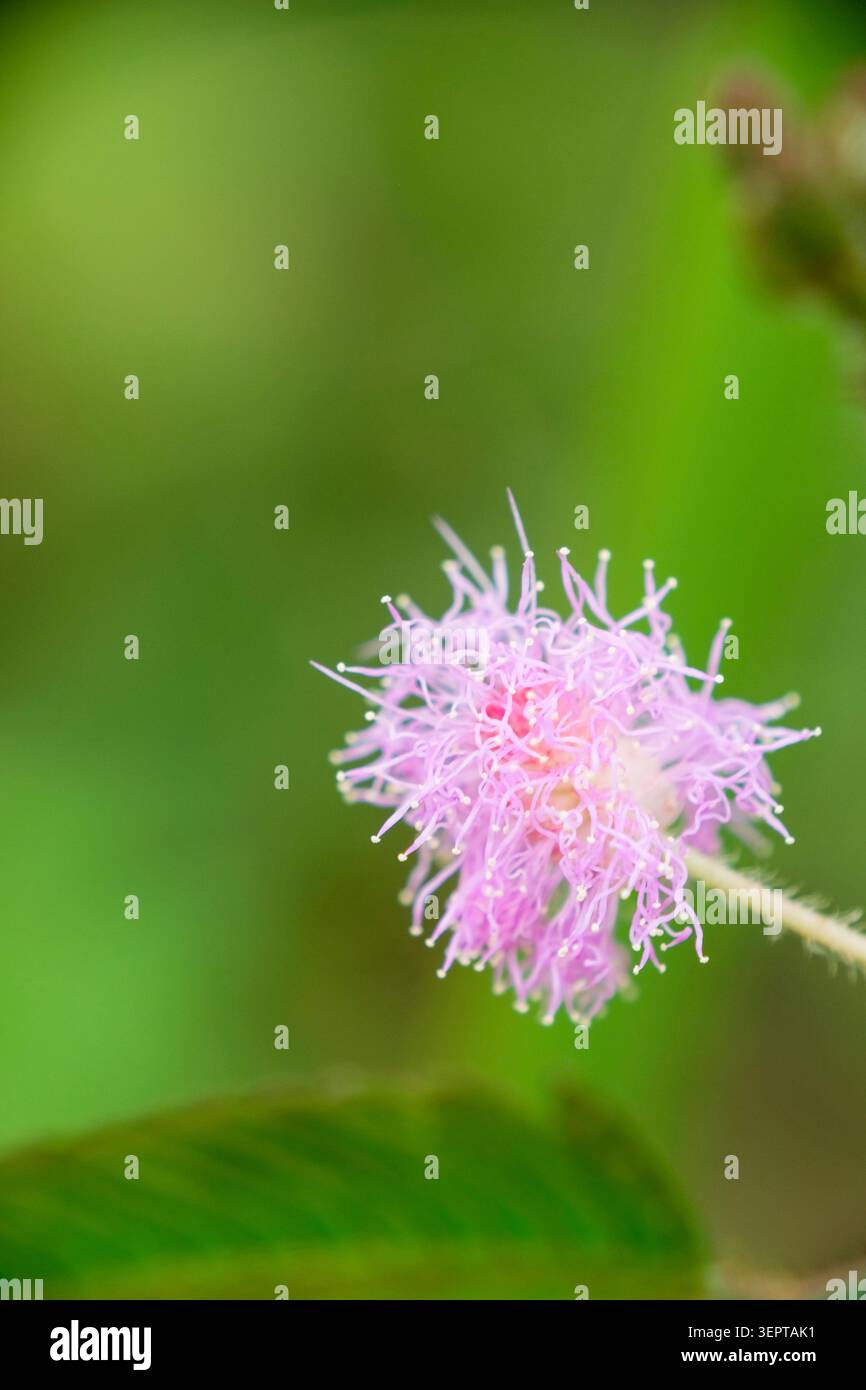 Gros plan d'une fleur rose de Mimosa Pudica en fleur Banque D'Images