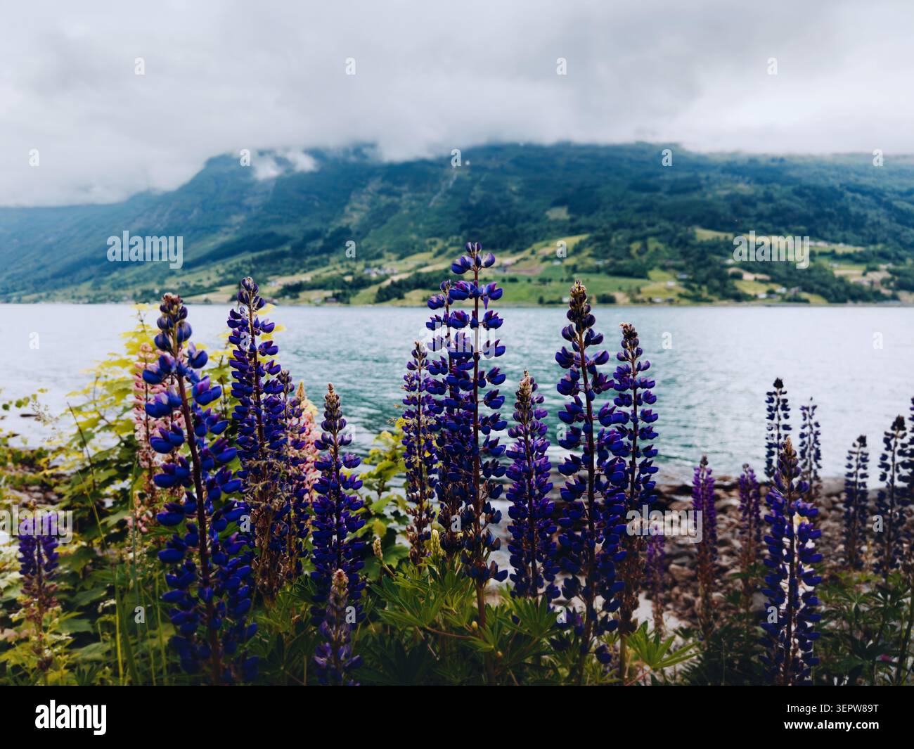 Fleurs de lupin et vue sur le fjord en Norvège paysage d'été scandinave sombre, lupins violets fleurs sauvages paysage saisonnier à Stryn, Nordfjord Banque D'Images