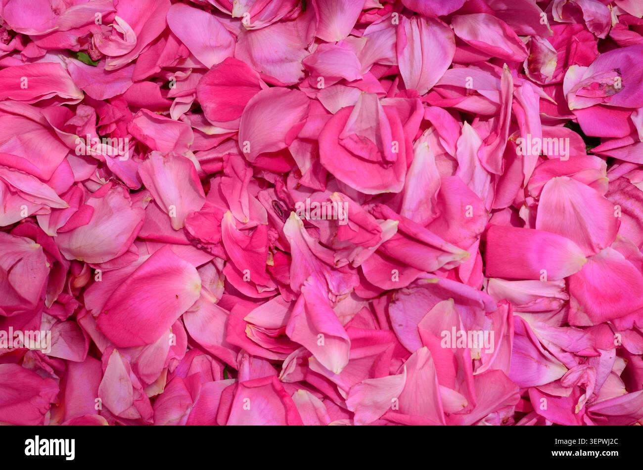 Pétales de rose rose éclatante Banque D'Images