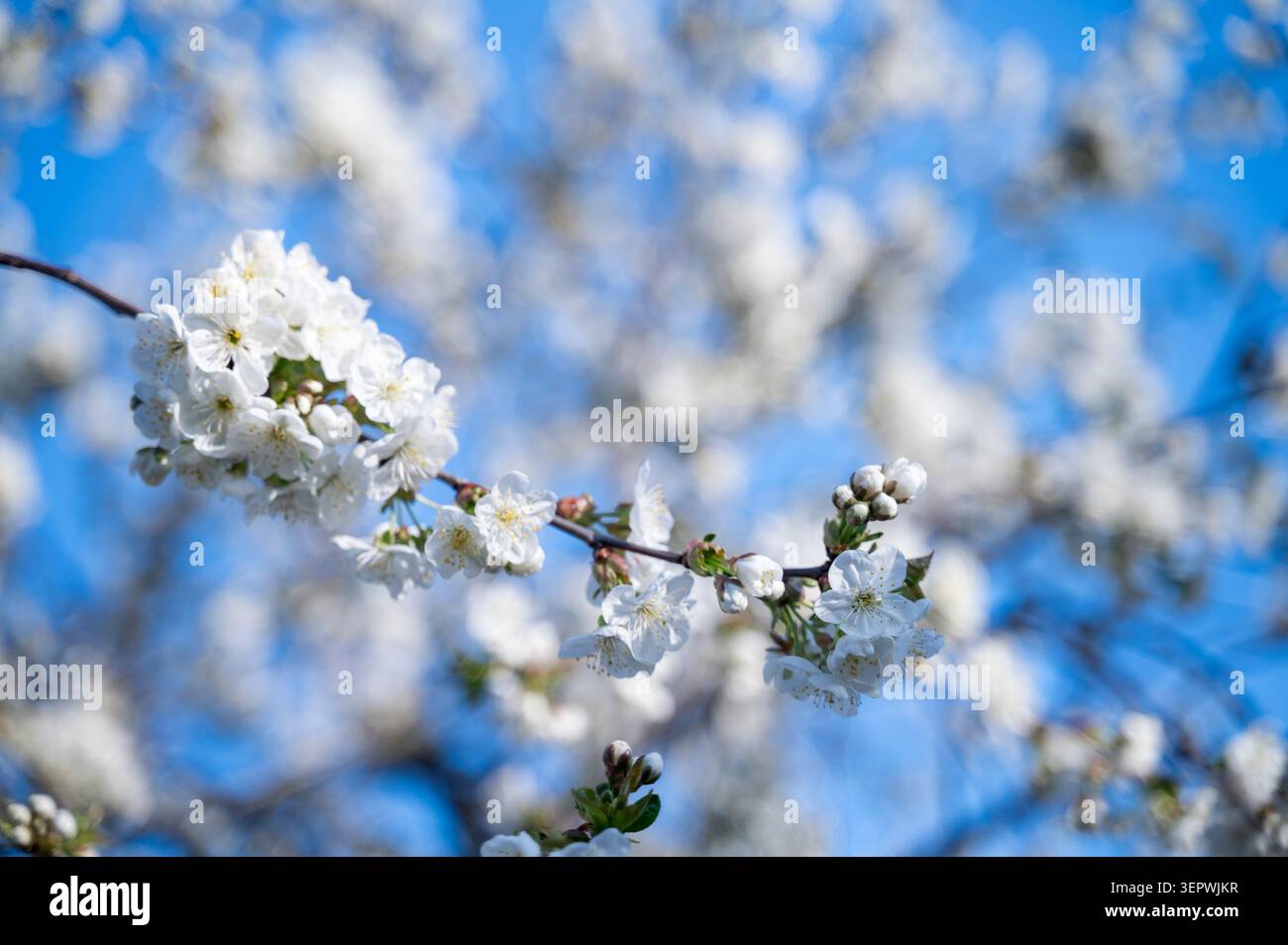 Couronne d'arbre blanc fleuri sur un fond de ciel bleu vif au printemps. Motif floral dense plein écran. Concept d'abondance de la nature, environnement Banque D'Images