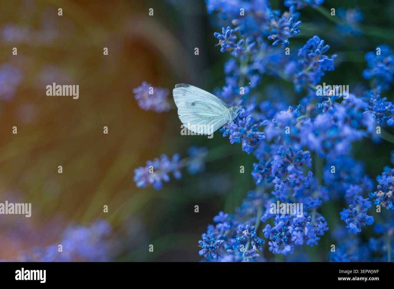 Papillon Pieris rapae volant au-dessus des brins de lavande sous la lumière du jour. Concept de durabilité écologique, beauté du jardin, et la joie simple de l'observi Banque D'Images