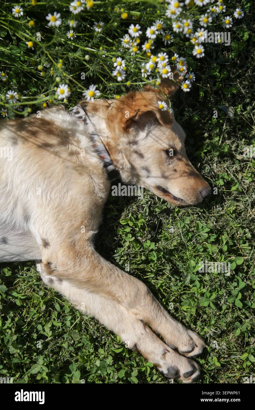 Jeune chien de race mixte reposant sur l'herbe à côté de fleurs de camomille en fleurs, scène estivale paisible capturant des moments insouciants dans la nature Banque D'Images