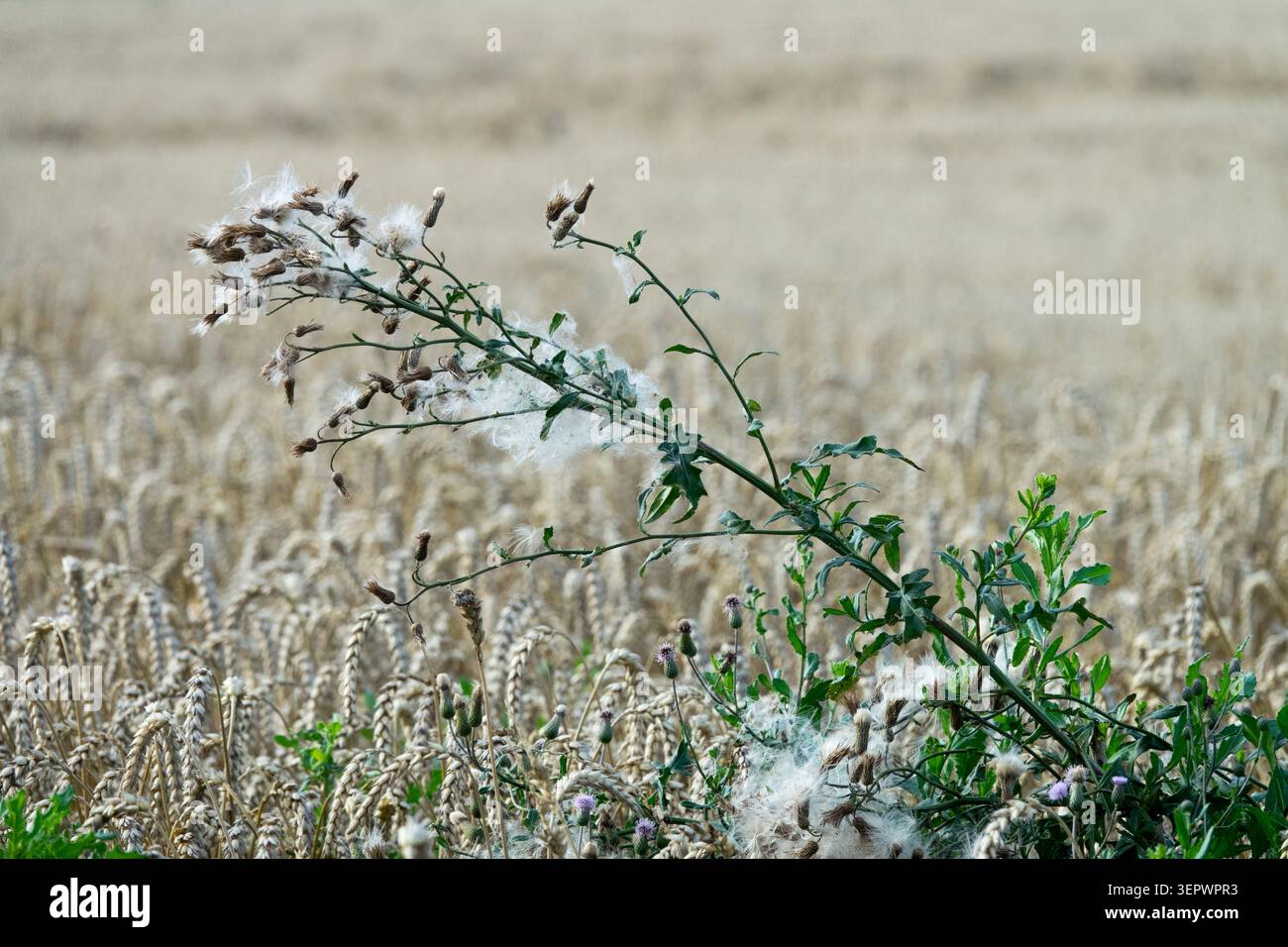 Des têtes de graines moelleuses blanches décolorées de rampant Thistle Cirsium apparaissent sur un champ de blé Banque D'Images